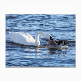 A Swan, A Goose And A Fish Canvas Print