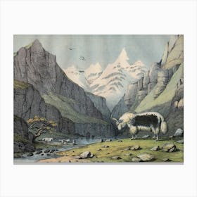 Vintage Kolb 7 Tafel 18 Yak Canvas Print