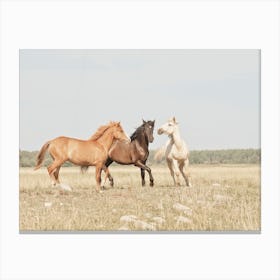 Three Horses Canvas Print