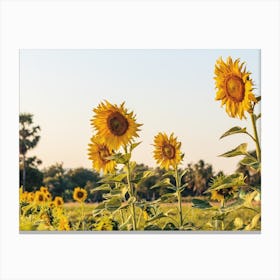 Summer Sunset Sunflowers Canvas Print