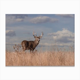 Midwest Whitetail Deer Canvas Print