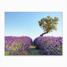 Provence Landscape Canvas Print