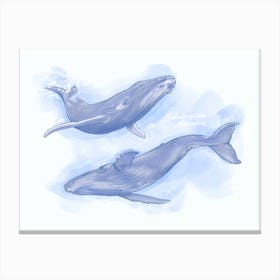 Blue Whales Canvas Print