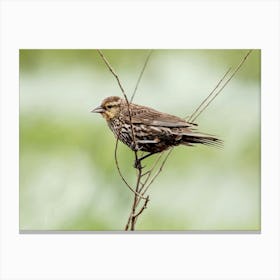 Female Redwinged Blackbird Close Up Canvas Print