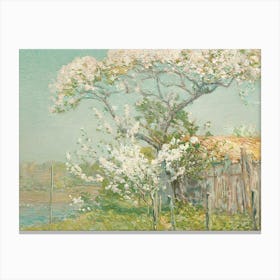 Blossoming Apple Tree Canvas Print