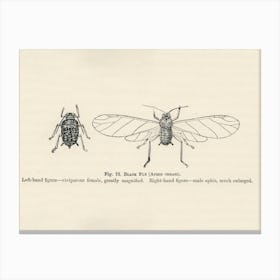 Vintage Illustration Of Black Fly, John Wright Canvas Print