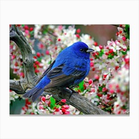 The blue bird Canvas Print