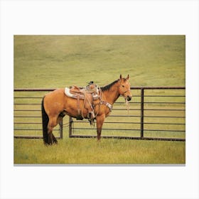 Horse Saddled To Ride Canvas Print