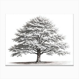 maple tree pencil sketch ultra detailed 1 Canvas Print