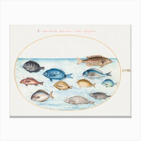 Bream And Other Fish (1575–1580), Joris Hoefnagel Canvas Print