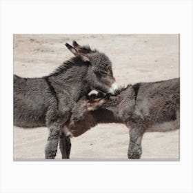 Baby Donkey Siblings Canvas Print