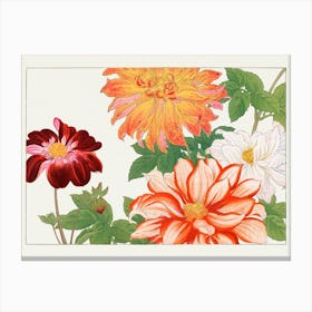 Dahlias 2 Canvas Print