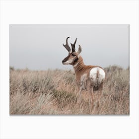 Tall Grass Antelope Canvas Print