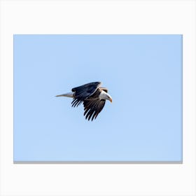 Powerful Eagle In Flight Canvas Print