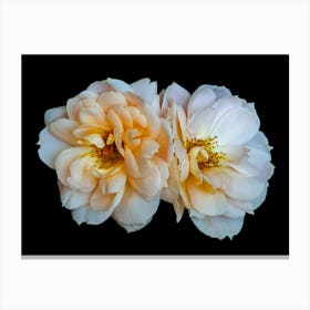 Two Roses Canvas Print