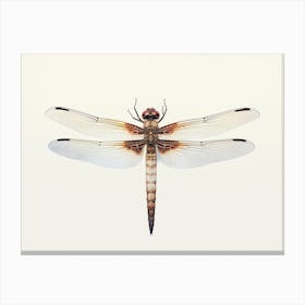 Dragonfly Common Baskettail Epitheca 10 Canvas Print