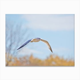 Seagull In Flight on an Autumn Day Canvas Print