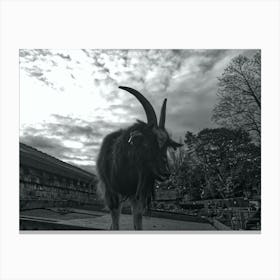 G.O.A.T. - Goat On A Tin-roof  Canvas Print