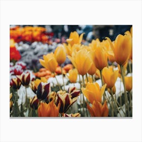 Tulips In Bloom Canvas Print