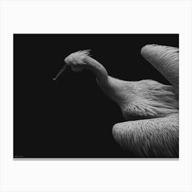 Black And White Pelican Canvas Print