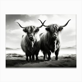 Highland Cows 3 Canvas Print