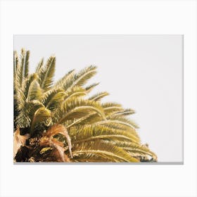 Palm Tree Top Canvas Print