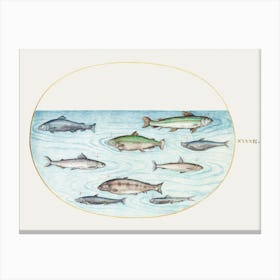 Nine Fish, Joris Hoefnagel Canvas Print