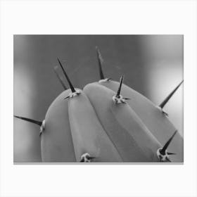 Black & White Close Up Cactus Canvas Print