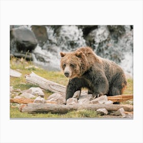 California Grizzly Bear Canvas Print