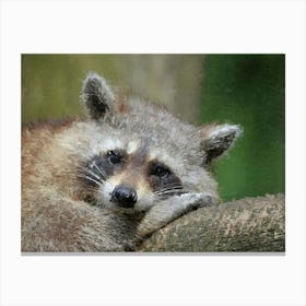 Raccoon, Oil Painting Canvas Print