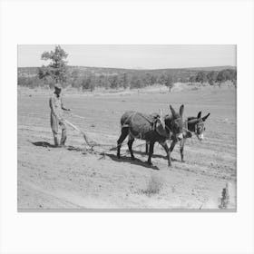 Jack Whinery Plowing With Burros And Homemade Plow, Pie Town, New Mexico By Russell Lee 1 Canvas Print