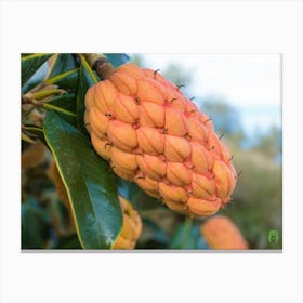 Fruit Of A Tree 20211128 189ppub Canvas Print