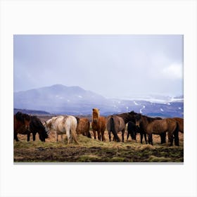 Horses In Iceland Toile