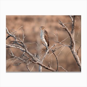 Small Hawk In Tree Canvas Print