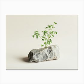 Small Plant On A Rock Canvas Print