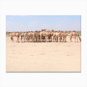 A Herd Of Camels At A Livestock Market In Beletweyne, Somalia Canvas Print