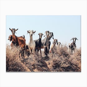 Countryside Goats Canvas Print