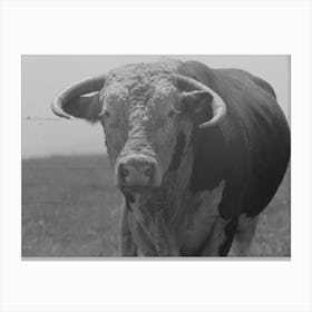 Untitled Photo, Possibly Related To Bull S Head, Cruzen Ranch, Valley County, Idaho By Russell Lee Canvas Print