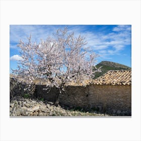 Almond tree in bloom and farmhouse Canvas Print
