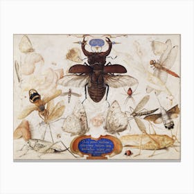 Insects And The Head Of A Wind God, Joris Hoefnagel Canvas Print