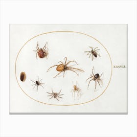 Seven Spiders And An Insect (1575–1580), Joris Hoefnagel Canvas Print