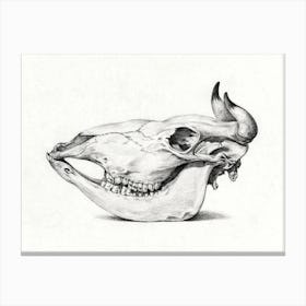 Skull Of Cow, Jean Bernard Canvas Print