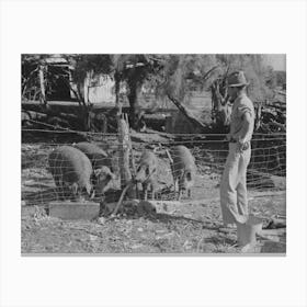 Fsa (Farm Security Administration) Client With Hogs Near,Weslaco, Texas, Hog Raising Is Becoming More Popular Canvas Print