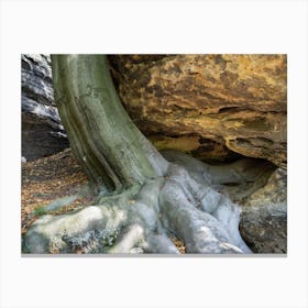 Tree and its strong roots in the Elbe Sandstone Mountains Canvas Print