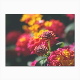 Summer flowers Canvas Print