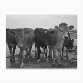 Untitled Photo, Possibly Related To Cows At The Fsa (Farm Security Administration) Casa Grande Farms, Canvas Print