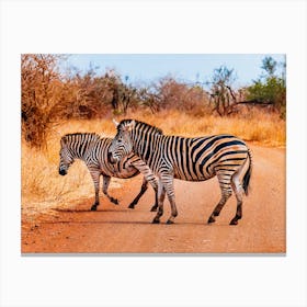Zebras Crossing The Road Canvas Print