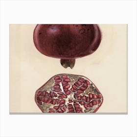 Pomegranate 9 Canvas Print