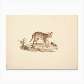 African Wildcat Or Serval, Luigi Balugani Canvas Print
