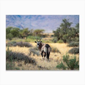 Oryx At Solitaire In Namibia Toile